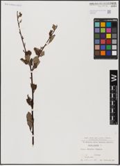 Foto von Salix aurita L.